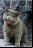 El coleccionista de memes: Lolcats El coleccionista de memes: Lolcats