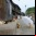 La Isla de los Gatos, un paraíso felino en Japón destinado a desaparecer La Isla de los Gatos, un paraíso felino en Japón destinado a desaparecer