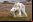 Efectos del cambio climático: Durísimo video de un oso polar muriendo de hambre